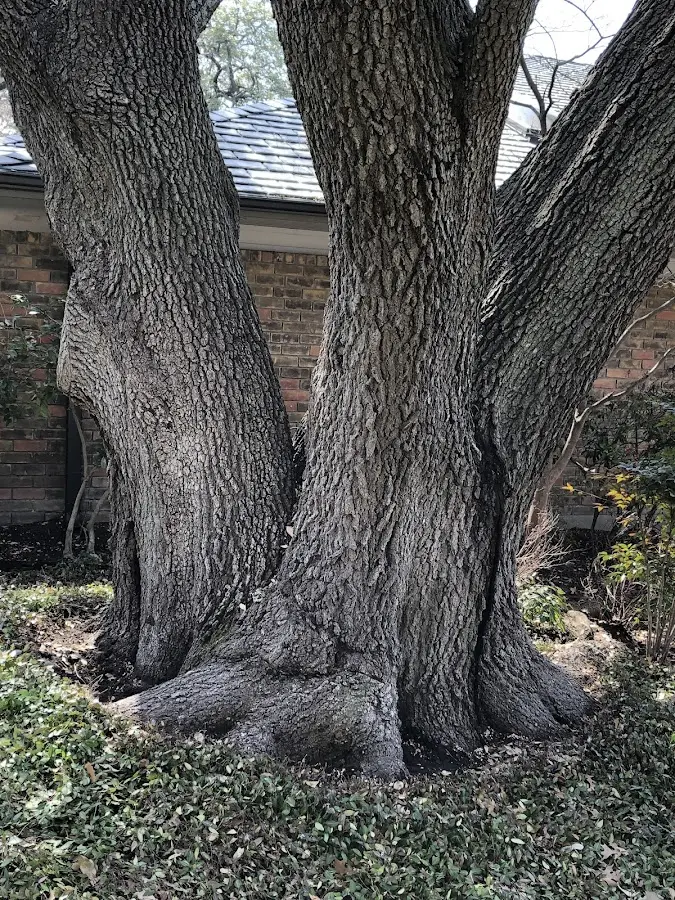 Mature heritage tree close to a Thompsonville property cared for by certified arborists